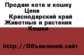 Продам кота и кошку › Цена ­ 500 - Краснодарский край Животные и растения » Кошки   